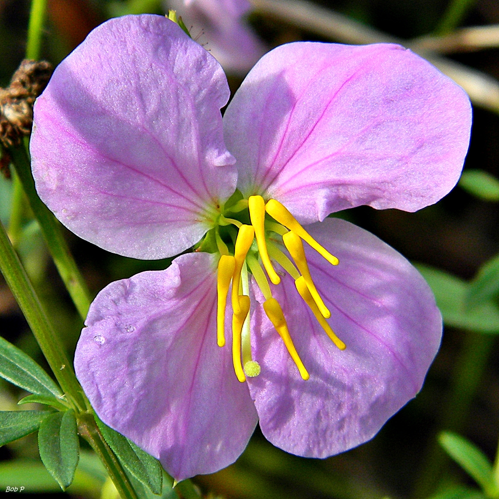 Rhexia mariana flower close up