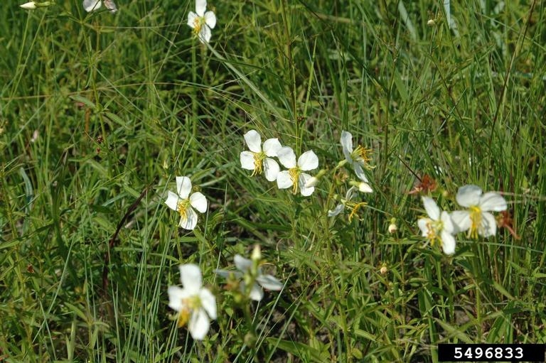 White flowers growing among tall grass
