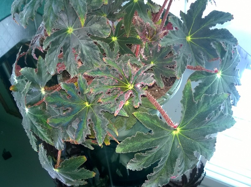 Plant with palmately lobed, ciliate leaves.