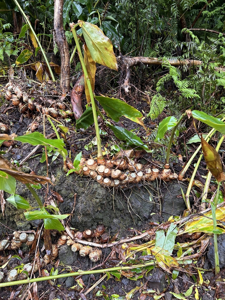 Ginger-like Rhizomes