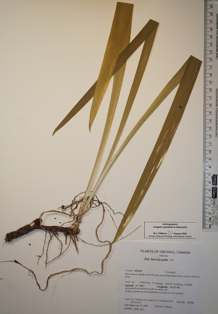 Rhizomes and shoot in July in Essex County, Ontario