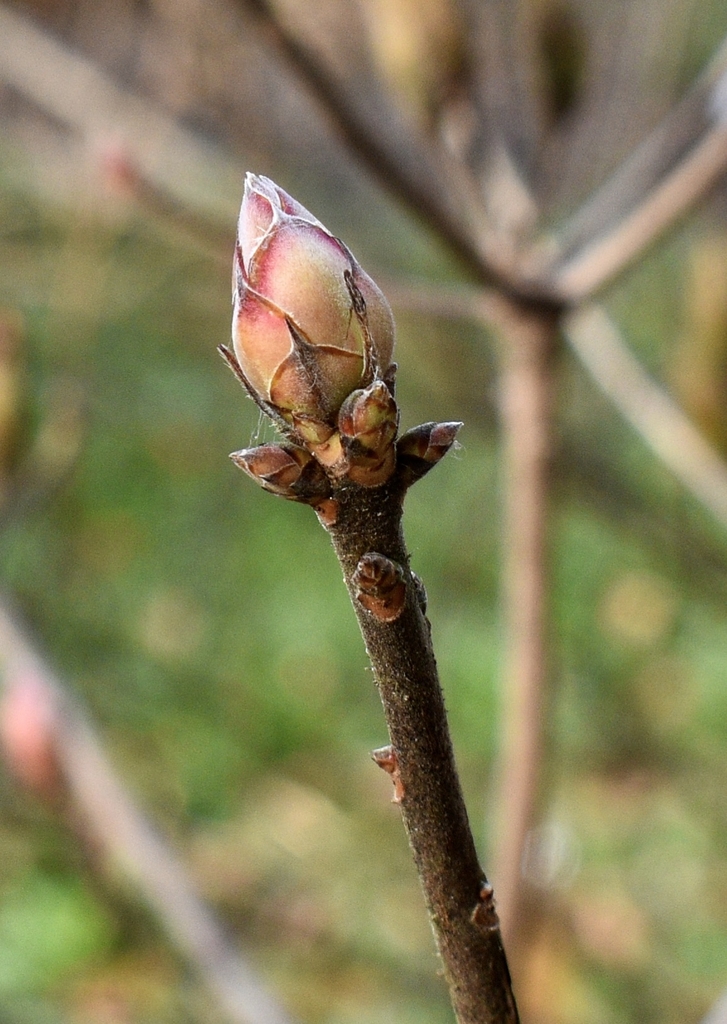 Naked twig with tight terminal bud with caudate bud scales.