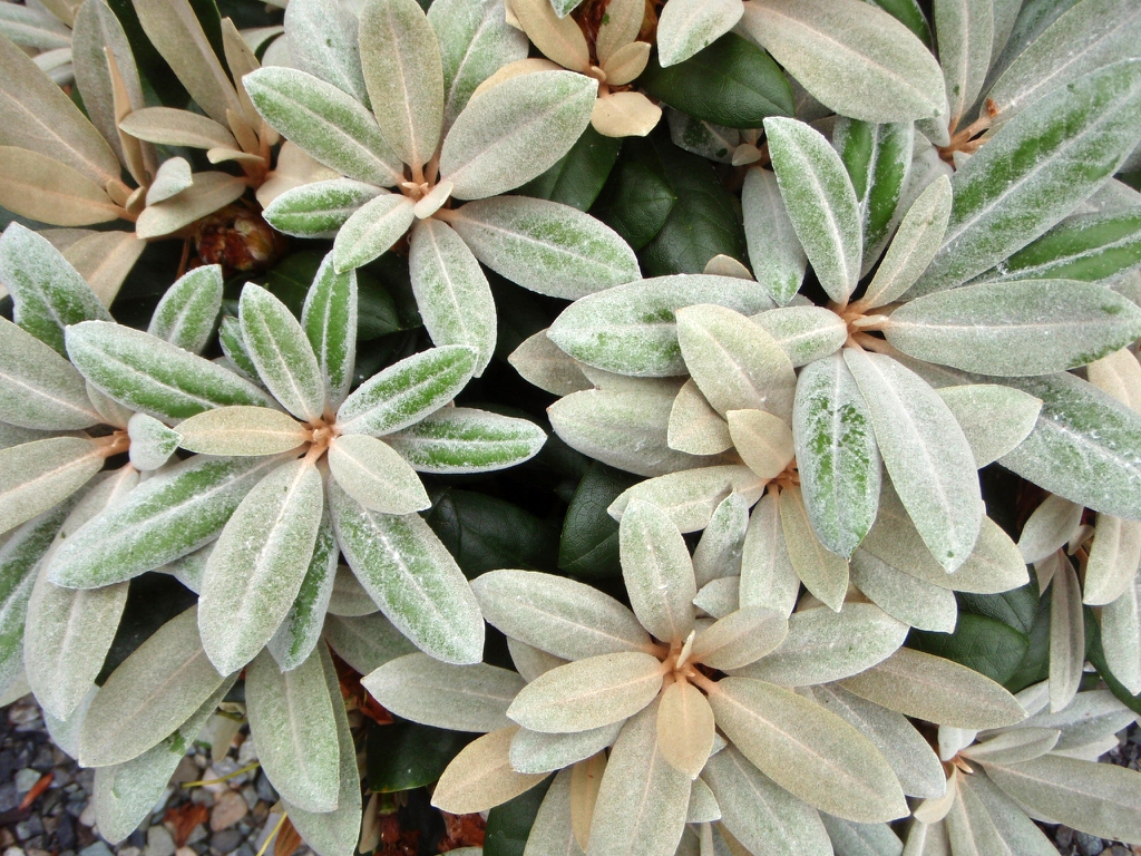 Rhodo yakushimanum