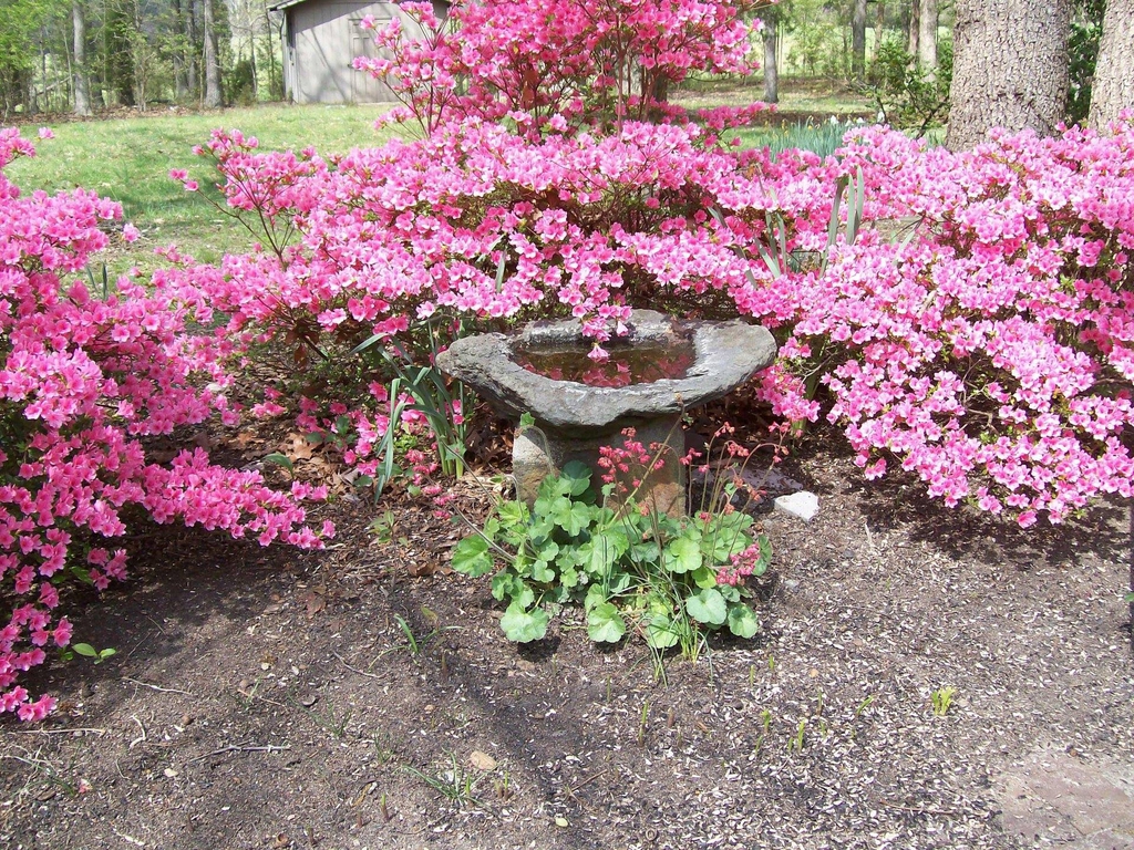 3 shrubs covered in pink flowers grouped around a birdbath