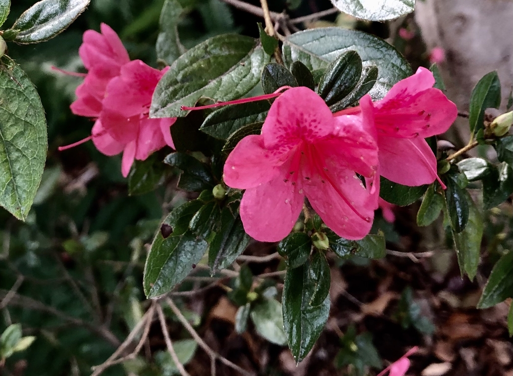 Azalea with deep pink flowers.