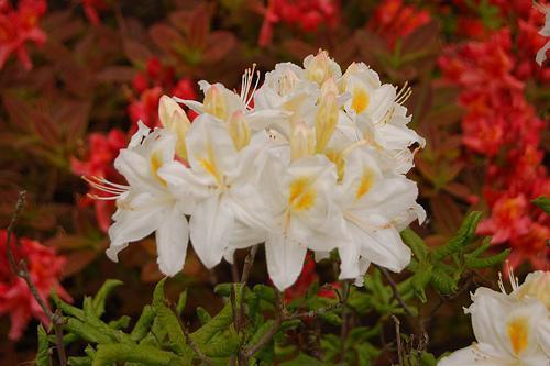 Exbury white flower cluster