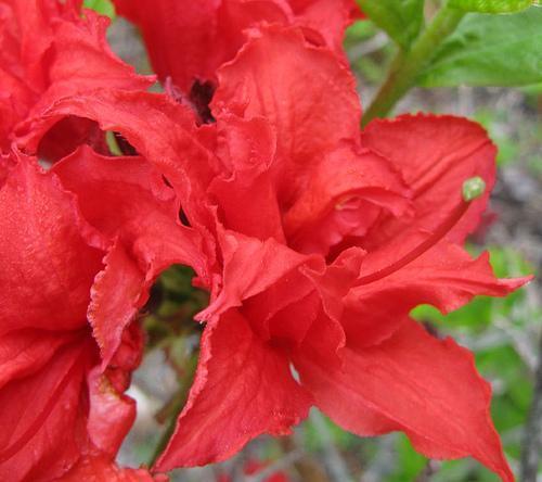 Knaphill Homebush flower close-up