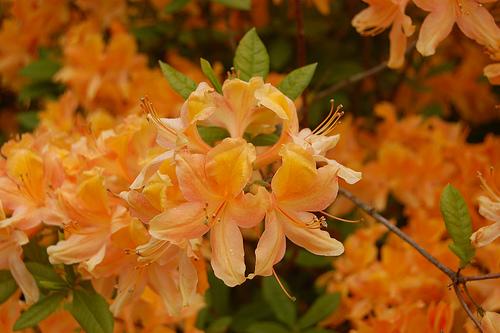 Rhododendron Knaphill Apricot hybrid