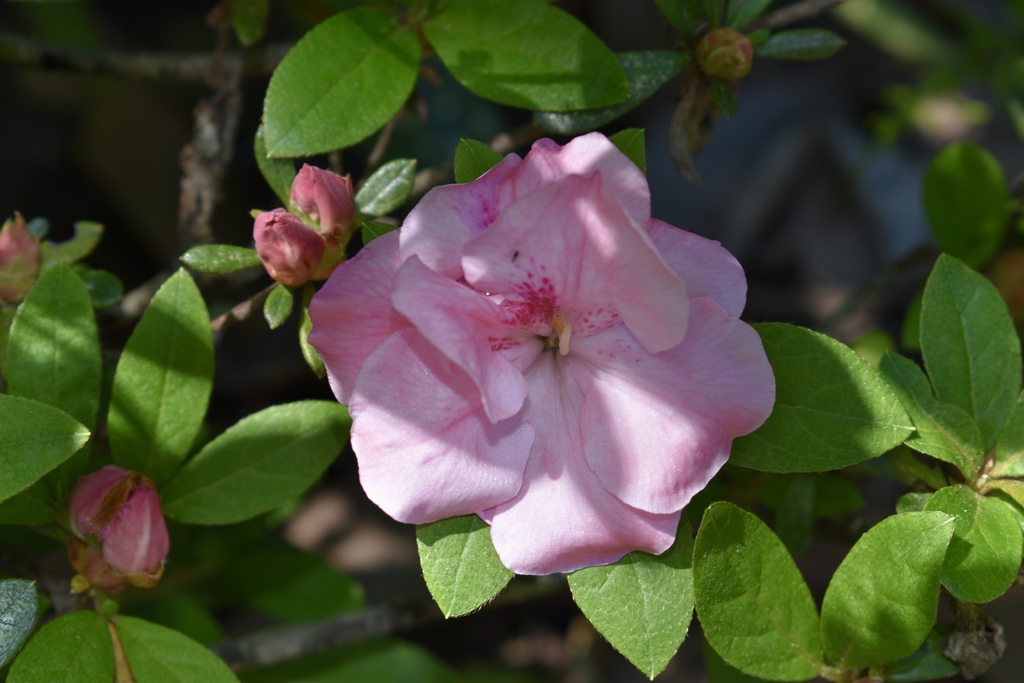 Solitary semi-double pink azalea flower.