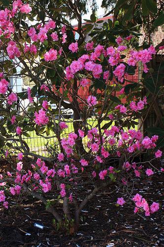 PJM Rhododendron Weston's Pink Diamond
