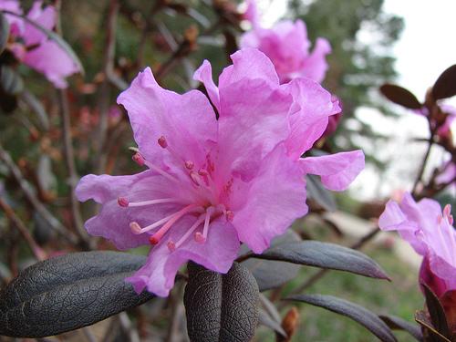 Rhododendron (PJM Group)