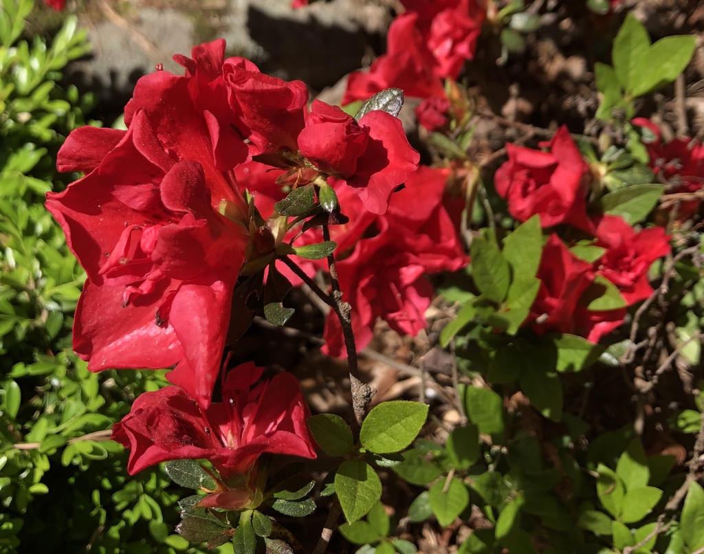 'Roblez' - Azalea Autumn Fire