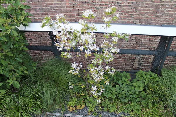 Rhododendron Viscosum