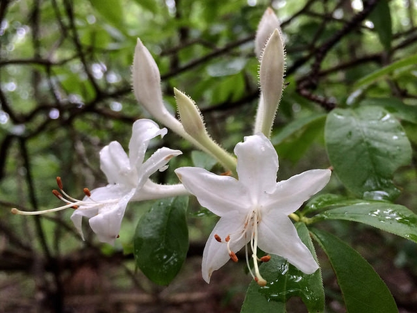 Rhododendron viscosum