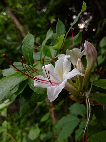 Rhododendron arborescens