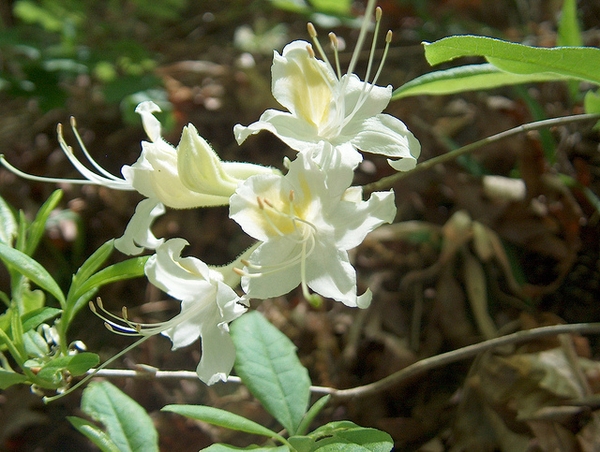 Flowers and leaves.