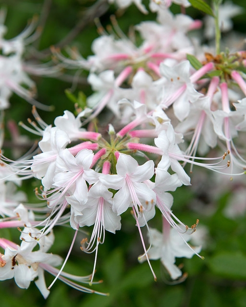 Abundance of flowers that have a lemon scent.