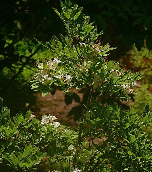 Rhododendron arborescens