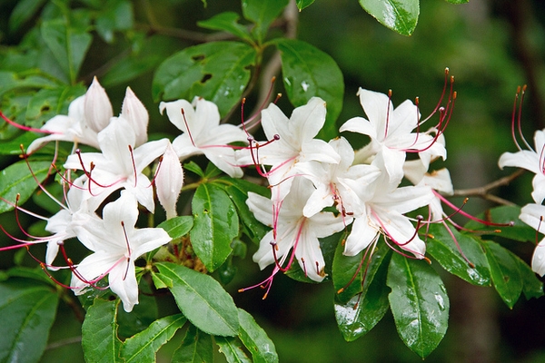 Rhododendron arborescens