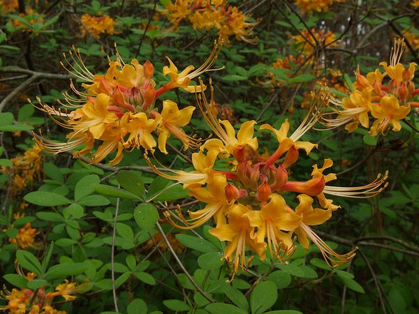 Rhododendron austrinum