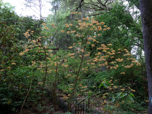 Rhododendron austrinum