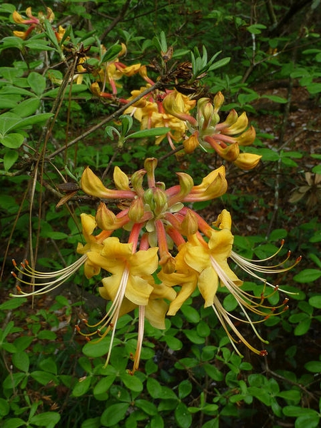 Rhododendron austrinum