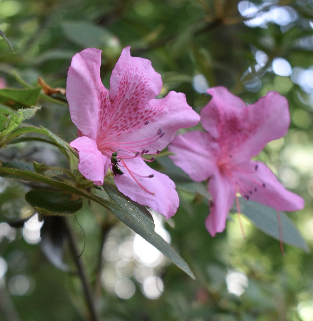 Pair of pink, funnel-shaped azalea flowers.