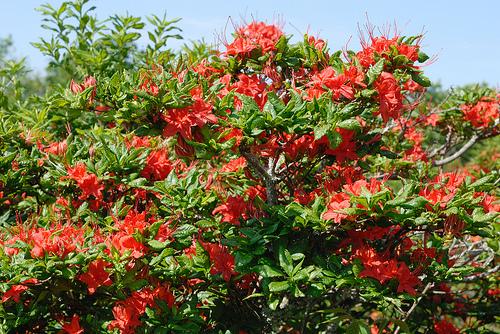 Rhododendron calendulaceum
