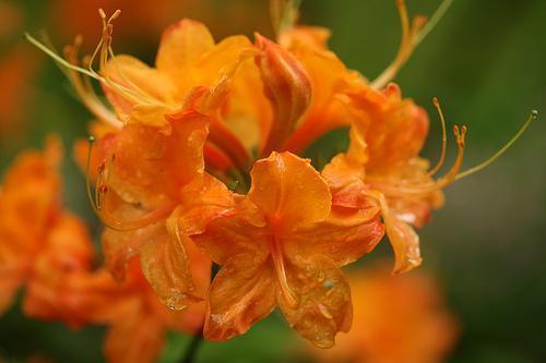 Rhododendron calendulaceum