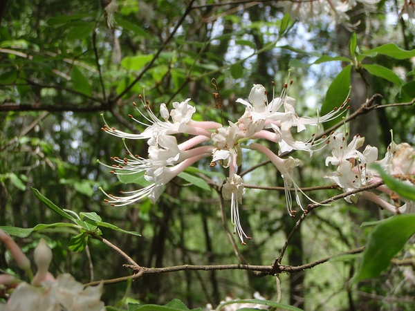 Light pink funnel shaped flowers with showy stamens.
