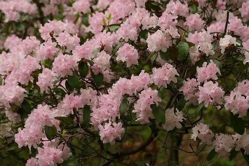Clusters of showy flowers appear in the spring.