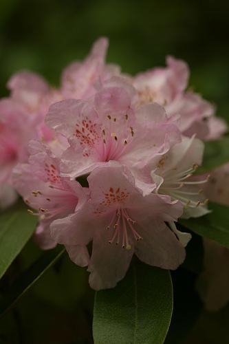 Rhododendron minus