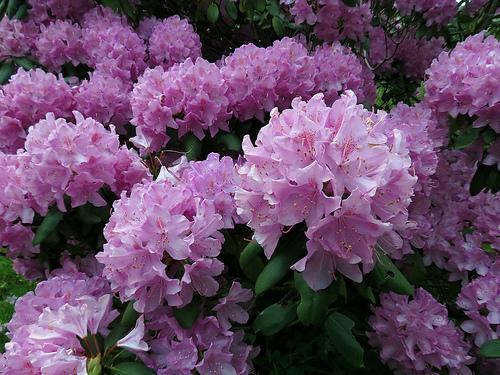 Rhododendron catawbiense