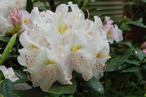 Rhododendron catawbiense