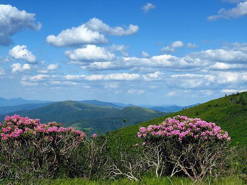 Rhododendron catawbiense