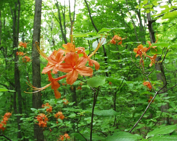 Rhododendron flammeum