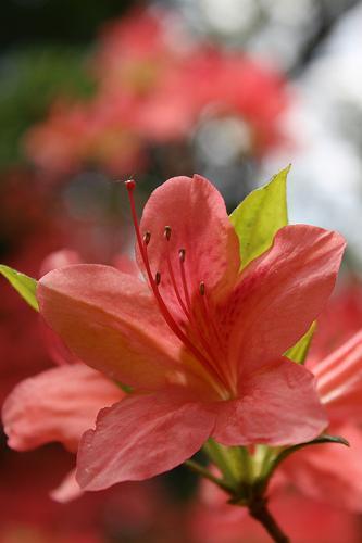 Rhododendron kaempferi
