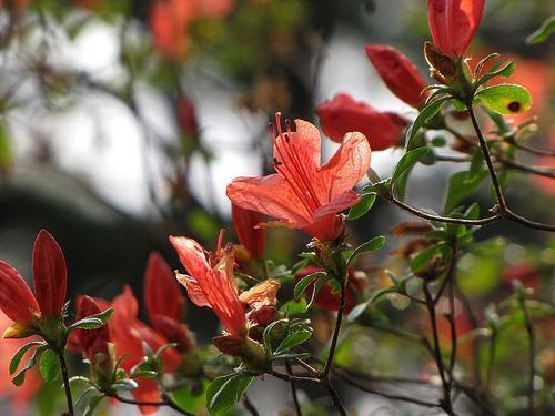 Rhododendron kaempferi
