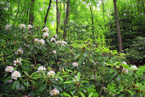 Rhododendron maximum