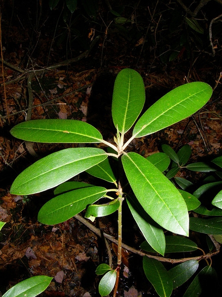  Rhododendron maximum