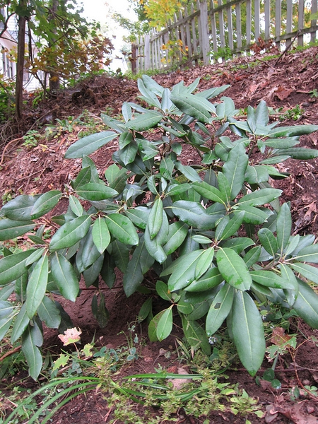  Rhododendron maximum
