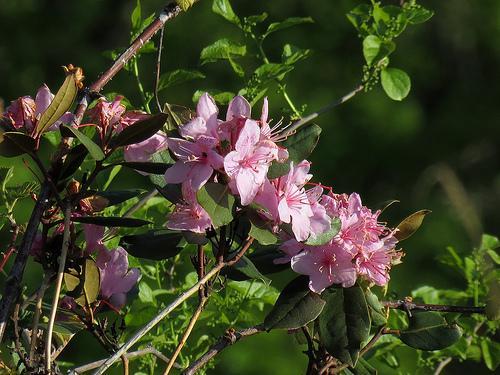 Flowers, stems, and leaves.
