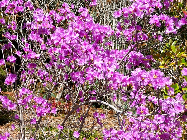 Form