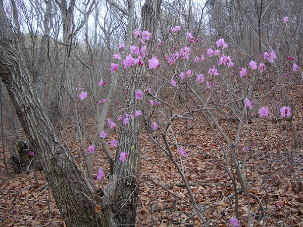Rhododendron mucronulatum