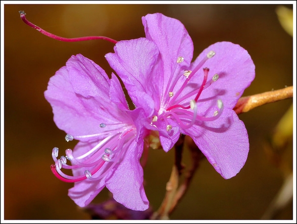 Rhododendron mucronulatum