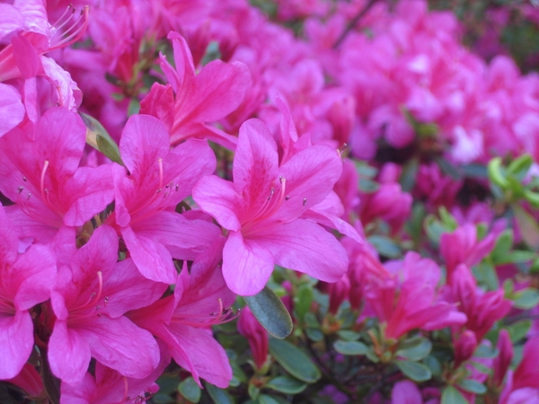 Rhododendron obtusum