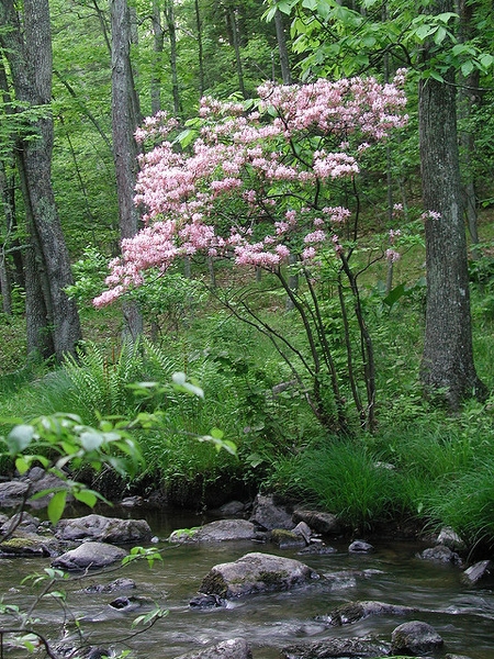 Rhododendron periclymenoides