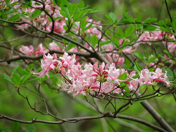 Rhododendron periclymenoides