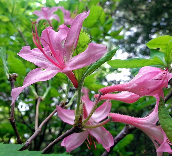 Rhododendron prinophyllum