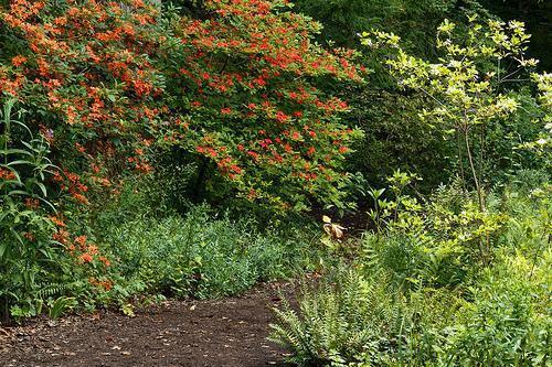 Rhododendron prunifolium